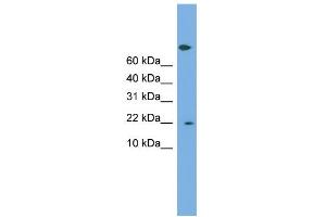 WB Suggested Anti-PTGES3 Antibody Titration: 0. (PTGES3 antibody  (Middle Region))
