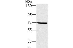 Western Blot analysis of Hela cell using NUP85 Polyclonal Antibody at dilution of 1:300 (NUP85 antibody)