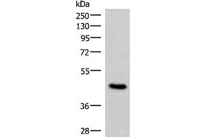 Western blot analysis of 293T cell lysate using COPS3 Polyclonal Antibody at dilution of 1:450 (COPS3 antibody)