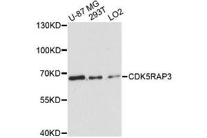 Western blot analysis of extracts of various cell lines, using CDK5RAP3 antibody. (CDK5RAP3 antibody  (AA 1-300))