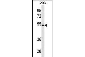 LGMN Antibody (N-term) (ABIN1881495 and ABIN2838891) western blot analysis in 293 cell line lysates (35 μg/lane). (LGMN antibody  (N-Term))