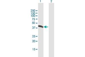 Western Blot analysis of NR1I3 expression in transfected 293T cell line by NR1I3 MaxPab polyclonal antibody. (NR1I3 antibody  (AA 1-352))