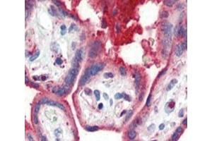 IHC analysis of FFPE human placenta tissue stained with APOA1 antibody (APOA1 antibody  (AA 10-37))