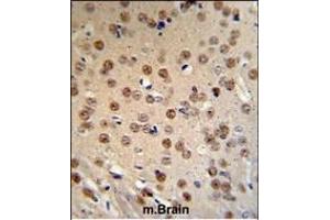 WTX Antibody (Center) (ABIN390467 and ABIN2840835) IHC analysis in formalin fixed and paraffin embedded mouse brain tissue followed by peroxidase conjugation of the secondary antibody and DAB staining. (WTX antibody  (AA 681-708))