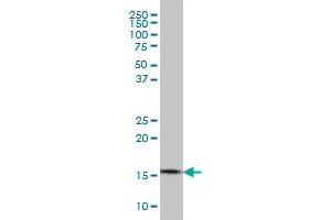 CGGBP1 antibody  (AA 58-167)