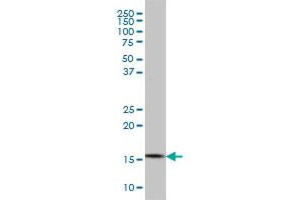 CGGBP1 antibody  (AA 58-167)