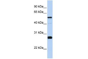 WB Suggested Anti-FAM83F Antibody Titration: 0. (FAM83F antibody  (Middle Region))