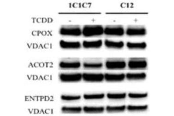 ENTPD2 antibody  (AA 401-495)
