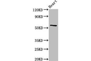 Western Blot Positive WB detected in: Rat heart tissue All lanes: CYP2A6 antibody at 3 μg/mL Secondary Goat polyclonal to rabbit IgG at 1/50000 dilution Predicted band size: 57 kDa Observed band size: 57 kDa (CYP2A6 antibody  (AA 86-267))