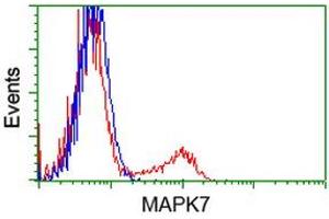 HEK293T cells transfected with either RC203506 overexpress plasmid (Red) or empty vector control plasmid (Blue) were immunostained by anti-MAPK7 antibody (ABIN2454019), and then analyzed by flow cytometry. (MAPK7 antibody)