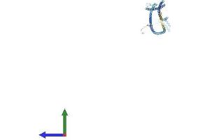AlphaFold protein structure predicition of Mouse Recombinant Ndc80 Protein, UniprotID Q9D0F1