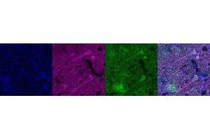 Immunohistochemistry (IHC) image for anti-GTP Cyclohydrolase I Feedback Regulator (GCHFR) antibody (ABIN7456200) (GCHFR antibody)