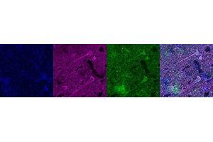 Immunohistochemistry (IHC) image for anti-GTP Cyclohydrolase I Feedback Regulator (GCHFR) antibody (ABIN7456200)