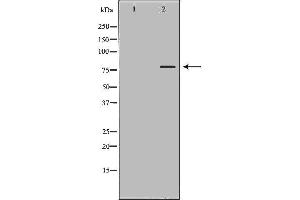 Western blot analysis of extracts of HeLa , using OCT1 antibody. (POU2F1 antibody  (Internal Region))