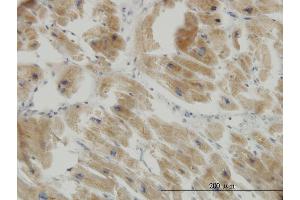 Immunoperoxidase of monoclonal antibody to COX17 on formalin-fixed paraffin-embedded human heart. (COX17 antibody  (AA 1-63))