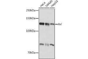 AXL antibody