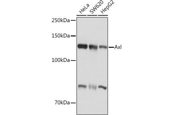 AXL antibody