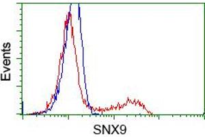 Image no. 3 for anti-Sorting Nexin 9 (SNX9) antibody (ABIN1501046) (SNX9 antibody)