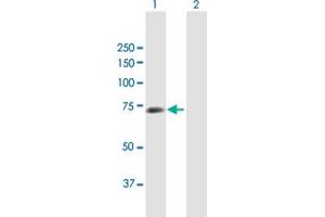 Western Blot analysis of CSTF2 expression in transfected 293T cell line by CSTF2 MaxPab polyclonal antibody. (CSTF2 antibody  (AA 1-577))