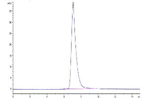 The purity of Mouse MERTK is greater than 95 % as determined by SEC-HPLC. (MERTK Protein (AA 19-497) (His tag))