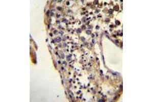 Formalin fixed and paraffin embedded human testis tissue reacted with ECAT1 Antibody (N-term) followed by peroxidase conjugation of the secondary antibody and DAB staining. (ECAT1 antibody  (N-Term))