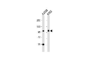 All lanes : Anti-COPG Antibody (C-term) at 1:1000 dilution Lane 1:  whole cell lysate Lane 2: K562 whole cell lysate Lysates/proteins at 20 μg per lane.