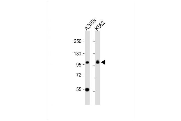 COPG antibody  (C-Term)