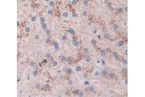 Figure. (RAB5 antibody  (AA 1-214))