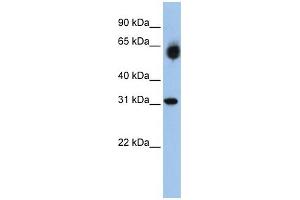WB Suggested Anti-DHRS2  Antibody Titration: 0. (DHRS2 antibody  (Middle Region))
