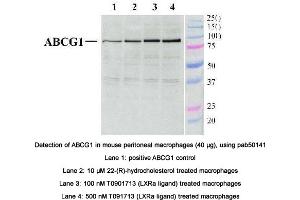 Image no. 2 for anti-ATP-Binding Cassette, Sub-Family G (WHITE), Member 1 (ABCG1) (AA 300-400), (Internal Region) antibody (ABIN363450) (ABCG1 antibody  (Internal Region))