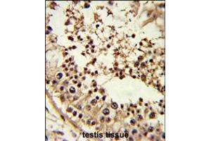 Formalin-fixed and paraffin-embedded human testis tissue reacted with TBP Antibody , which was peroxidase-conjugated to the secondary antibody, followed by DAB staining. (TBP antibody  (AA 210-239))