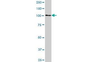 HSPA4 MaxPab polyclonal antibody. (HSPA4 antibody  (AA 1-840))