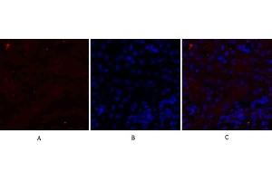 Immunofluorescence analysis of mouse kidney tissue. (N-Cadherin antibody  (AA 690-770))