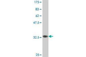 Western Blot detection against Immunogen (37. (FBXO34 antibody  (AA 1-100))