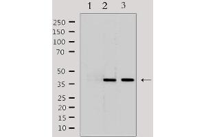 Western blot analysis of extracts from various samples, using LRG1 Antibody. (LRG1 antibody  (C-Term))