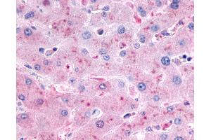 Anti-GCGR / Glucagon Receptor antibody IHC of human liver. (Glucagon Receptor antibody  (N-Term))
