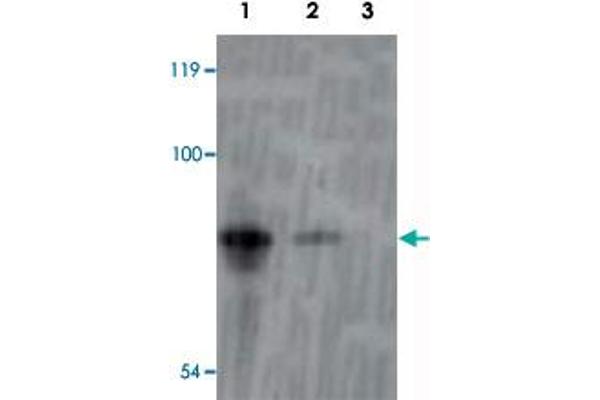Inactivation No Afterpotential D (INAD) (AA 659-674) antibody