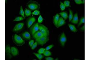 Immunofluorescence staining of A549 cells with ABIN7163609 at 1:200, counter-stained with DAPI. (PAFAH1B3 antibody  (AA 103-187))