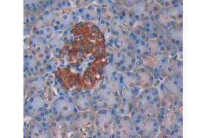 Used in DAB staining on fromalin fixed paraffin- embedded pancreas tissue (UPP1 antibody  (AA 45-235))