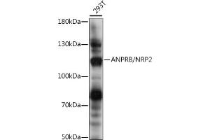 Western blot analysis of extracts of 293T cells, using ANPRB/NRP2 antibody (ABIN7268832) at 1:1000 dilution. (NPR2 antibody  (AA 130-320))