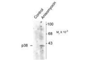 Image no. 1 for anti-Mitogen-Activated Protein Kinase 14 (MAPK14) (pThr180), (Tyr182) antibody (ABIN227260)