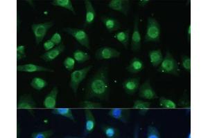 Immunofluorescence analysis of L-929 cells using HNRNPA0 Polyclonal Antibody at dilution of 1:100 (40x lens). (HNRNPA0 antibody)