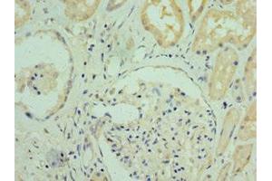 Immunohistochemistry of paraffin-embedded human kidney tissue using ABIN7167605 at dilution of 1:100