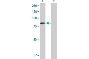 Western Blot analysis of SYK expression in transfected 293T cell line by SYK MaxPab polyclonal antibody. (SYK antibody  (AA 1-635))