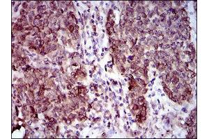Immunohistochemistry (IHC) image for anti-Calmegin (CLGN) (AA 249-405) antibody (ABIN1843003) (Calmegin antibody  (AA 249-405))