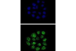 Immunofluorescence (IF) image for anti-Kruppel-Like Factor 11 (KLF11) antibody (ABIN3002716) (KLF11 antibody)