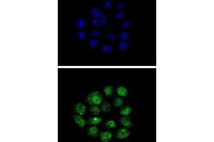 Immunofluorescence (IF) image for anti-Kruppel-Like Factor 11 (KLF11) antibody (ABIN3002716)