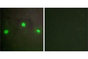 Peptide - +Immunofluorescence analysis of A549 cells, using ATRX antibody. (ATRX antibody  (N-Term))