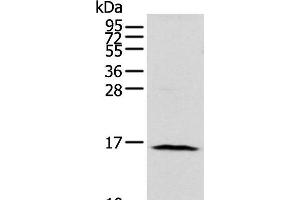Western blot analysis of 293T cell using NUDT10 Polyclonal Antibody at dilution of 1:800 (NUDT10 antibody)