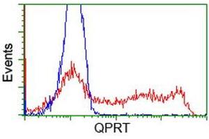 Image no. 2 for anti-Quinolinate Phosphoribosyltransferase (QPRT) antibody (ABIN1500530) (QPRT antibody)